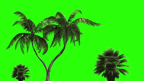 three palm trees on a green background. green screen for chroma key