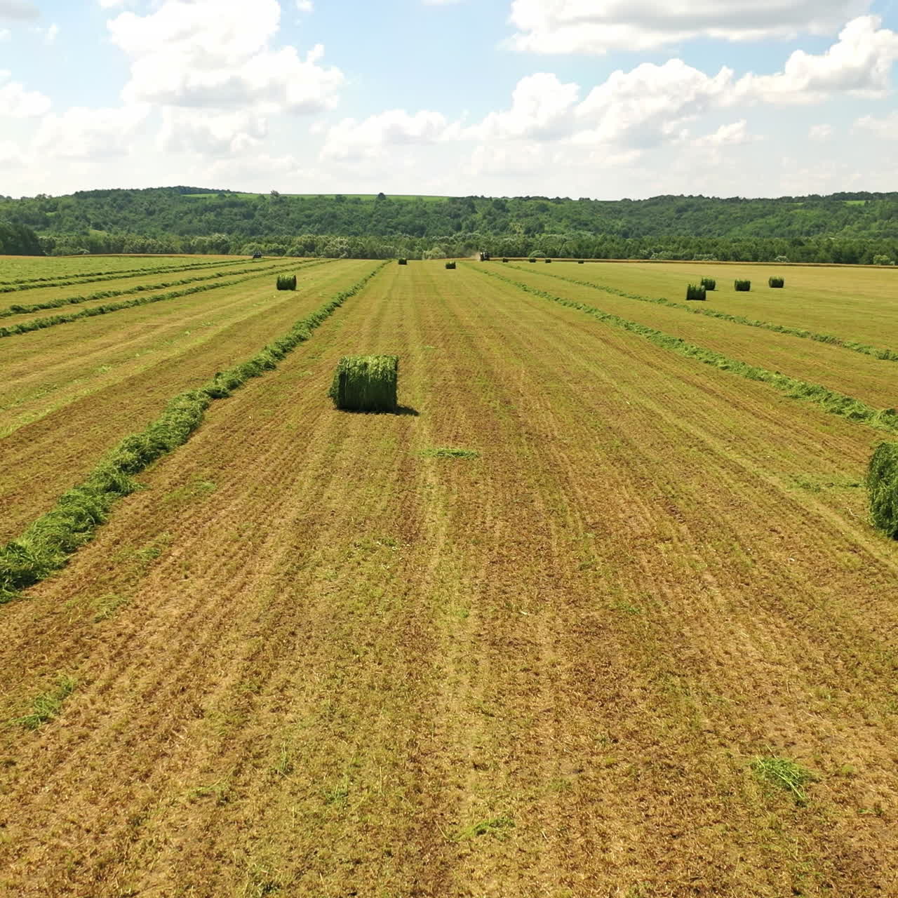 Field with bales on the natural background in rural place. Wrapped fodder bales of dried grass as animal food to feed domesticated livestock during winter time. Camera moves left.