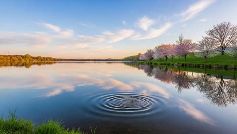 a serene evening by the lake: reflection of trees and sky with gentle ripples - tranquil nature scene captured in stunning detail