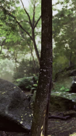 lush forest landscape with sunlight filtering through trees and rocks