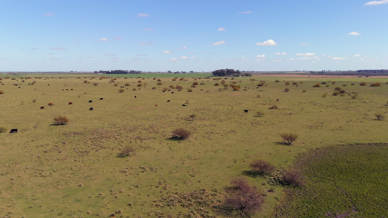 Aerial View of Cattle Grazing in a Vast Argentinian Field