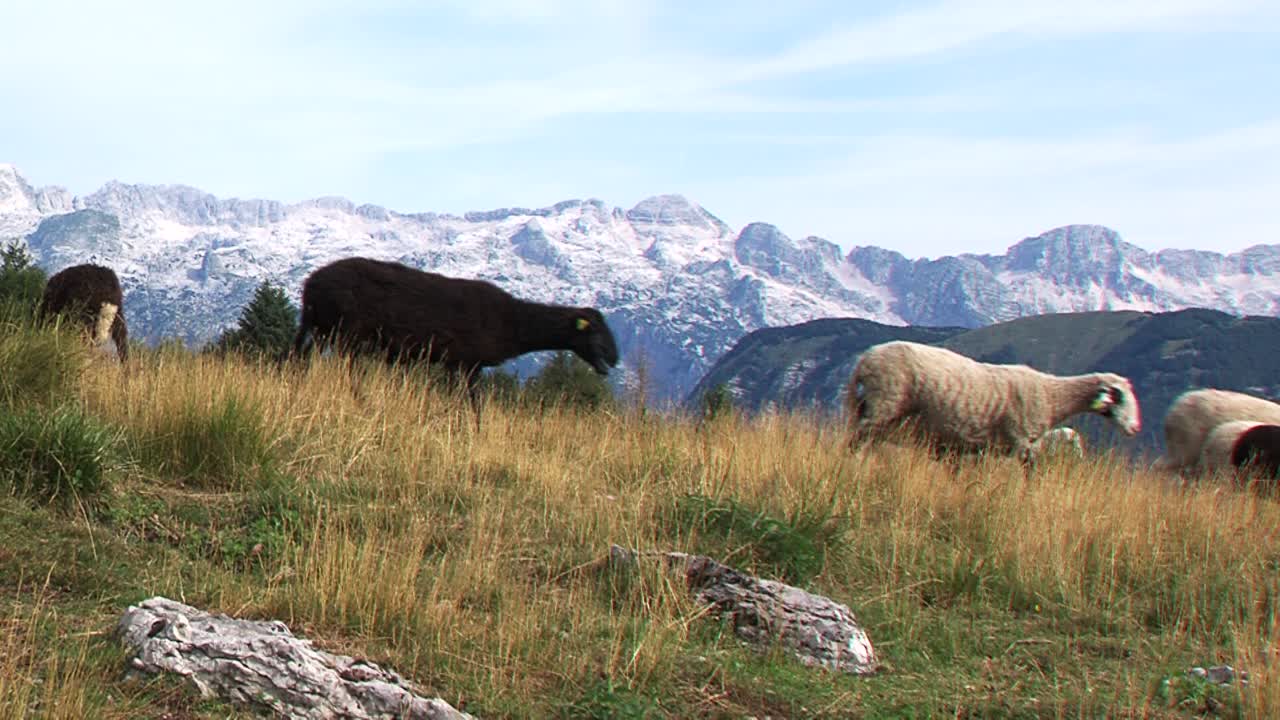 Ovelhas pastando em pastagem de montanha, Alpes Julianos ao fundo, dia de verão ensolarado