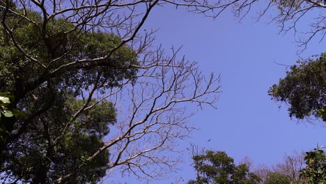 vista tranquila mirando hacia arriba en la parte superior de los árboles y el cielo azul con pájaros volando