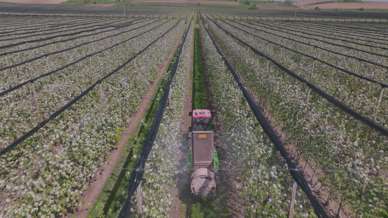 Apple Orchard in Spring with Tractor Spraying