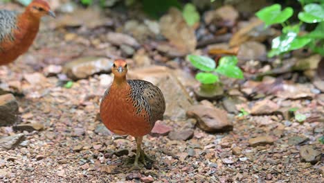 seen in front of the camera looking around and then walks aways as its mate arrives to follow, ferruginous partridge caloperdix oculeus, thailand