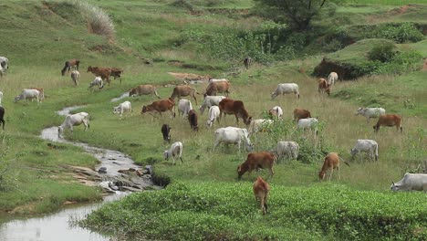 Vacas-Pastando-En-Los-Campos-Cerca-De-Giridih-En-Jharkhand,-India,-El-27-De-Septiembre-De-2020