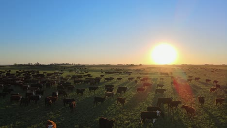 Luftaufnahme-Von-Rindern,-Die-Während-Der-Goldenen-Stunde-Auf-Den-Weiten-Fruchtbaren-Ebenen-Der-Pampa-Region-Grasen