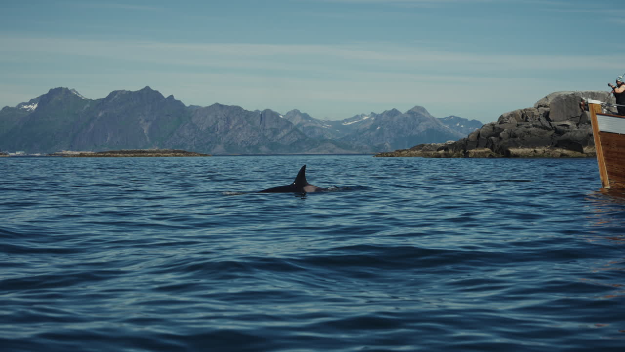 Slow motion, group of Orcas swimming in the Norwegian Sea offshore the Lofoten Islands.