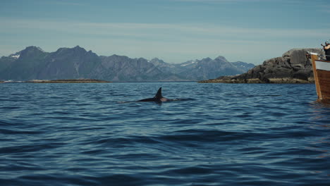 slow motion, group of orcas swimming in the norwegian sea offshore the lofoten islands.