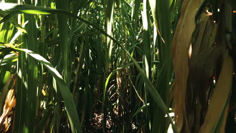 Walking-inside-the-Napier-grass-plantation,-elephant-grass