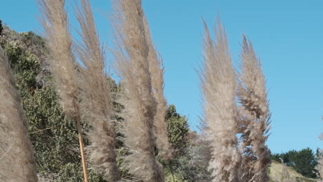 closeup de un grupo de flores de hierba de pampas en cámara lenta mientras la cámara se inclina hacia abajo