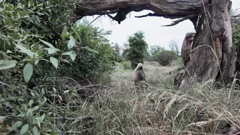 Akita-Hunderasse-Draußen-Auf-Der-Grünen-Wiese-Unter-Einem-Baum