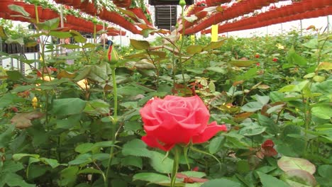 Rosas-De-Primavera-En-El-Vivero