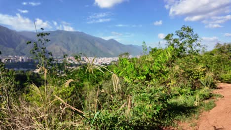A dirt road leading through lush green hills with foreground flora and Avila mountain in the background