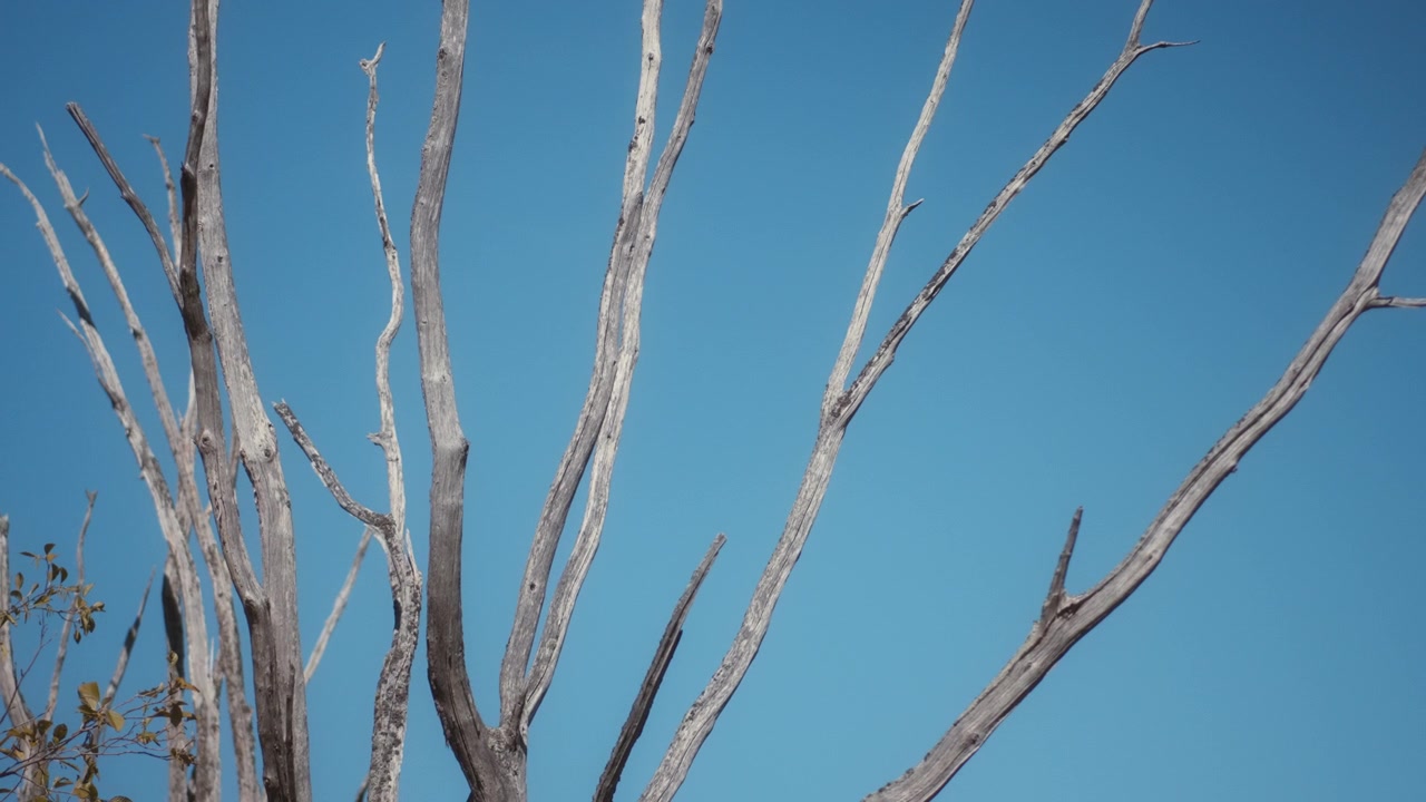 Kale dode boomtakken die omhoog reiken tegen een helderblauwe lucht