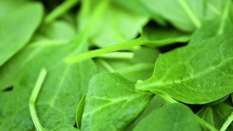 baby spinach on a rotating plate (seamless loopable)