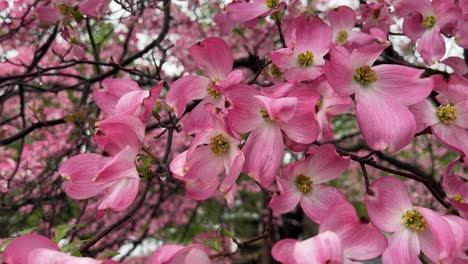 dogwood tree bloom medium close 4k