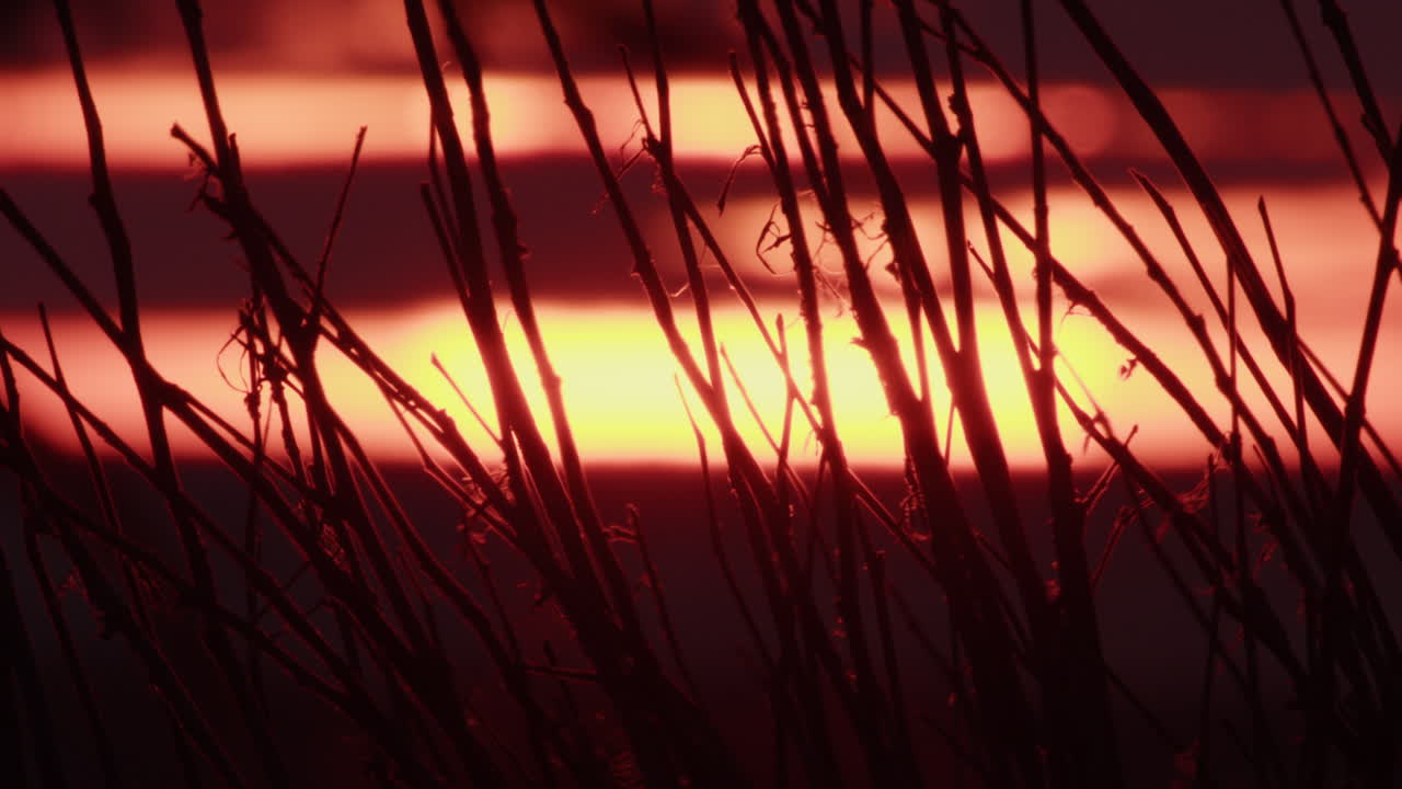 나가지 속에서 해가 지는 것