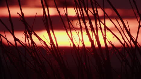 sunset through branches