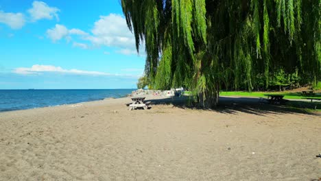 empty picnic table at sandy beach under weeping willow tree, no people dolly