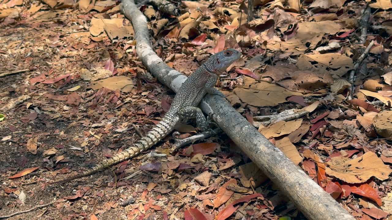 Duméril's Madagascar Swift or Madagascar spotted spiny-tailed iguana (Oplurus quadrimaculatus) in Kirindy Forest, Madagascar