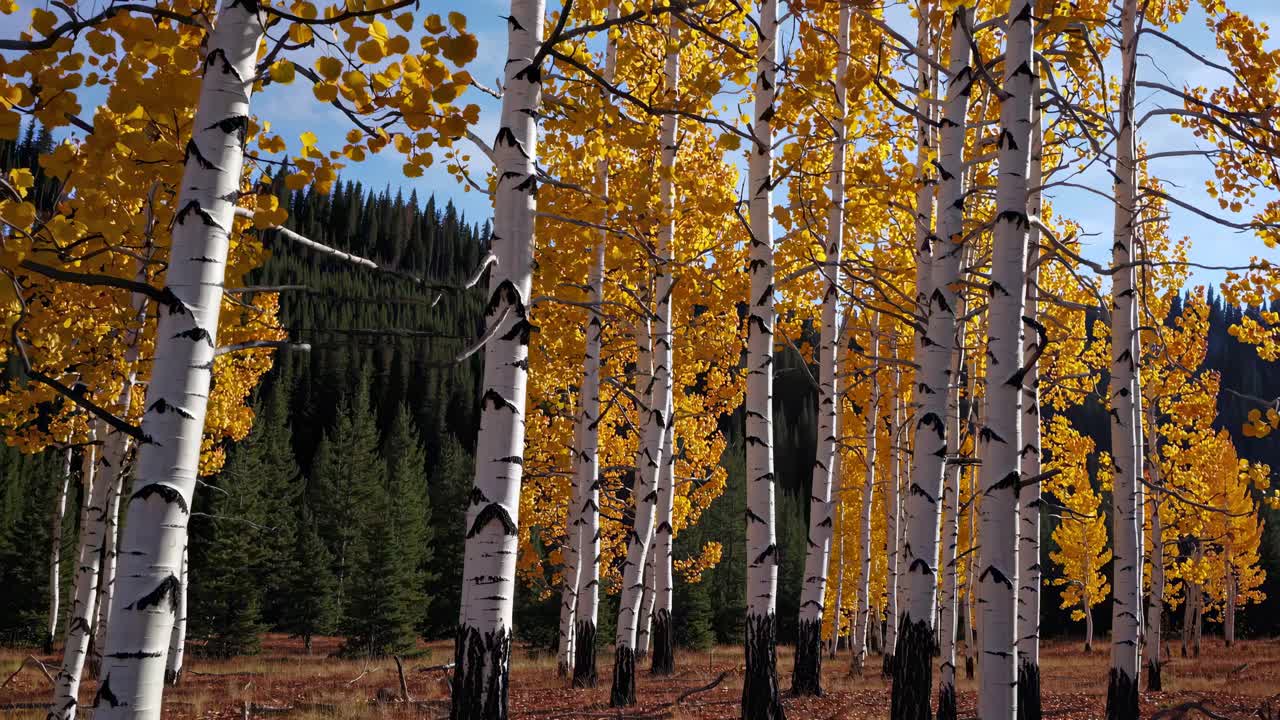 Video of a serene forest with tall, golden-leaved trees