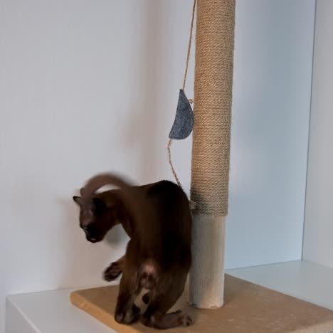 pedigree cat climbing indoors. burmese cat playing with rope. adorable purebred kitten plays at home. funny pet