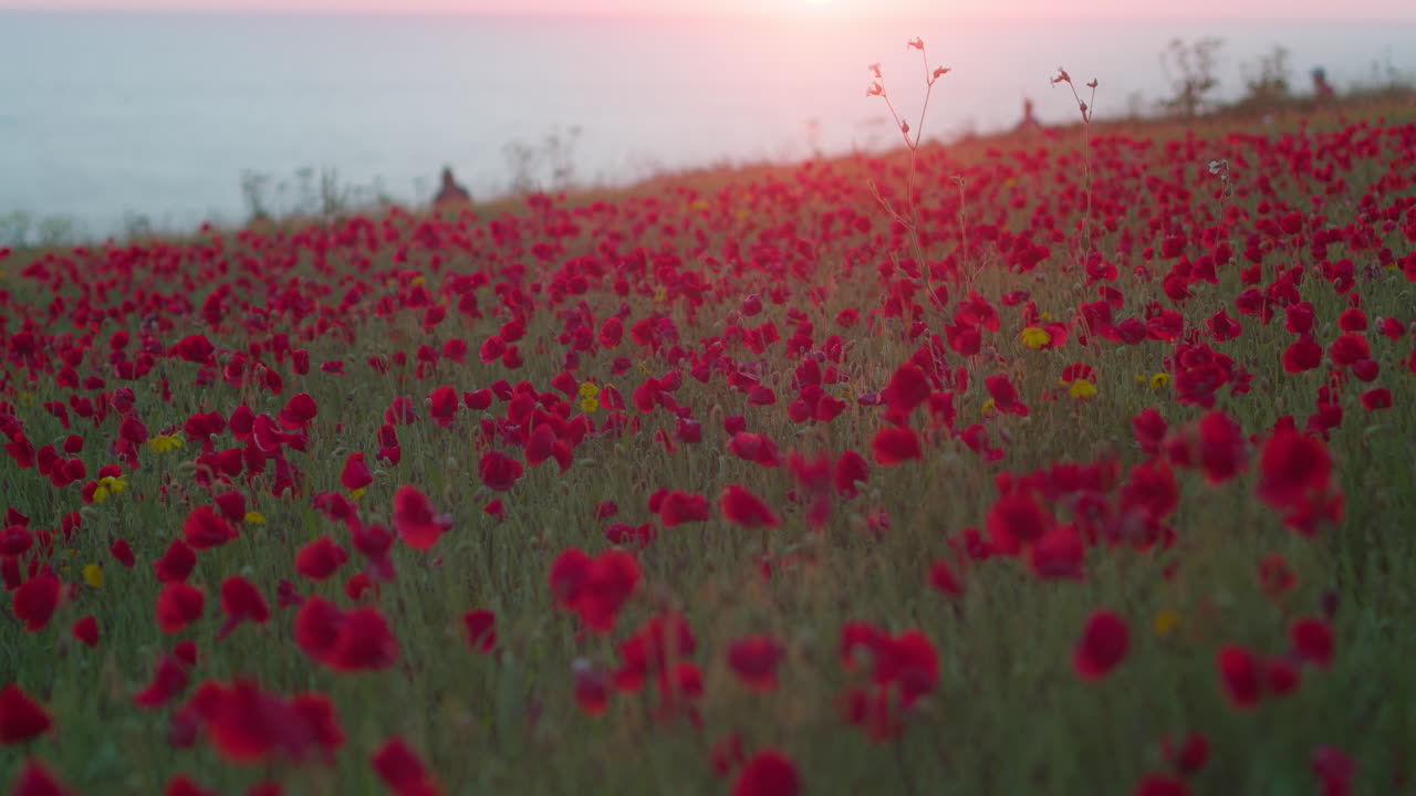 Vibrant Scarlet Red Poppy Coastal Field Infused in Sunset Light, West Pentire, Newquay, Cornwall, England, Low Angle Medium Shot