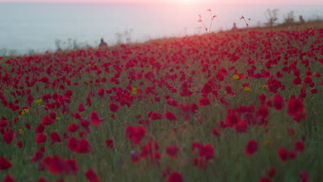 vibrant scarlet red poppy coastal field infused in sunset light, west pentire, newquay, cornwall, england, low angle medium shot