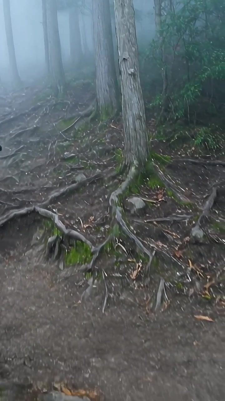 Vertikal video: Rytter kommer ind fra venstre iført fullface-hjelm, klatrer op ad sti på hvid MTB over rødder