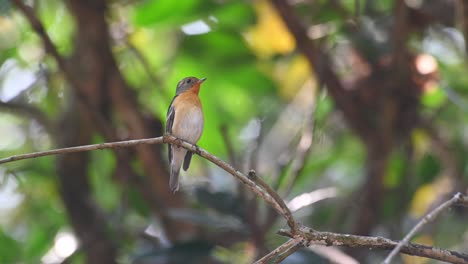 mugimaki flycatcher, female, ficedula mugimaki, khao yai national park, thailand