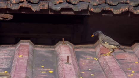 mayna eating on roof three