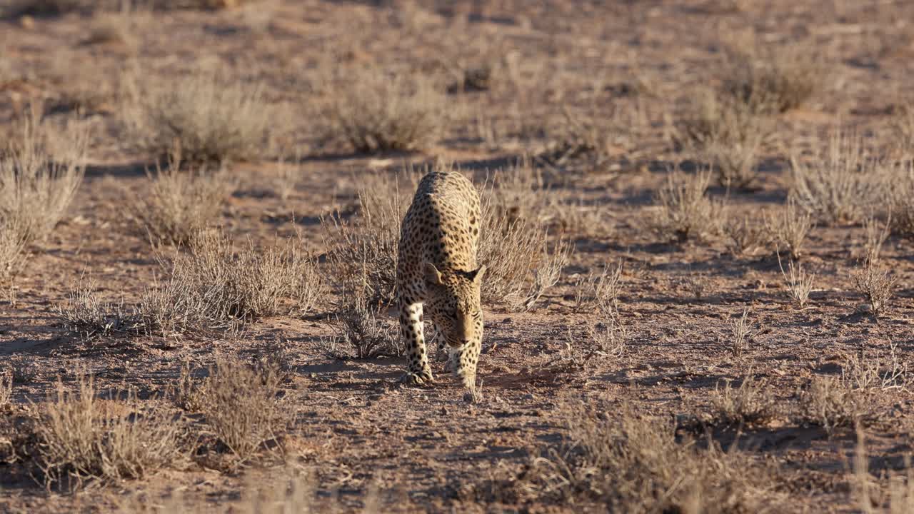 leopardo olfateando el suelo mientras patrulla su territorio, kgalagadi