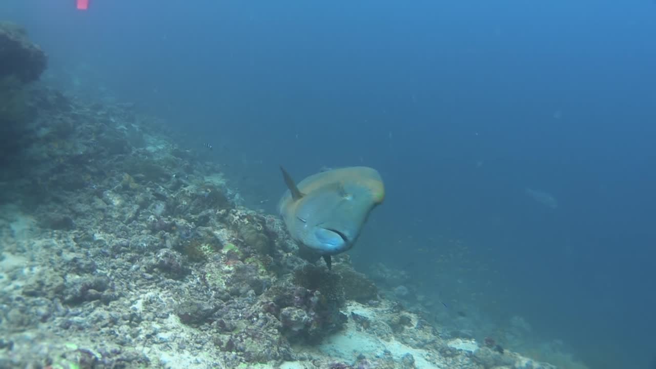 large Napoleon wrasse approaching and passing camera close to coral reef, reef almost dead, lots of anthias in background