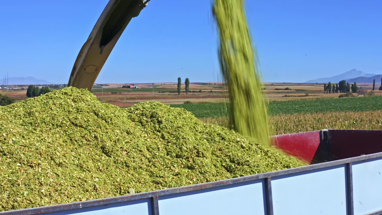 Harvesting process in a cornfield, with a tractor loading freshly cut crops into a trailer. 1