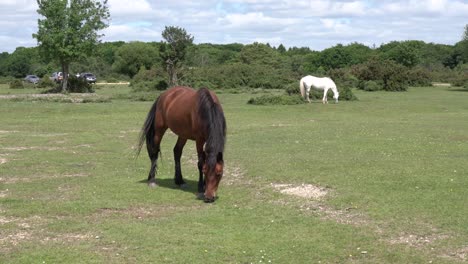 new forest ponies england uk brown and white beautiful animals grazing