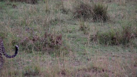 Powerful-female-leopard-walks-across-the-screen-followed-by-a-vulnerable-cub-in-the-tall-grass-on-the-savanna