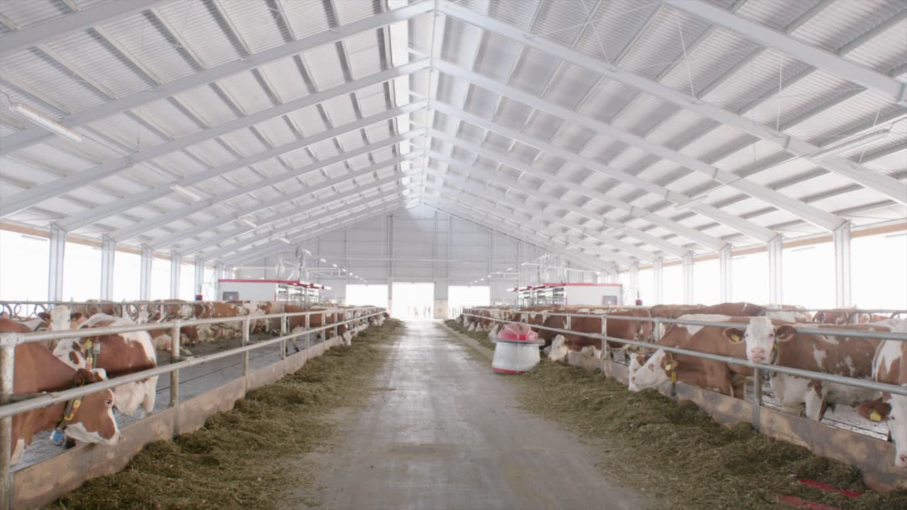 Robot d'alimentation poussant le fourrage pour les vaches dans une étable moderne
