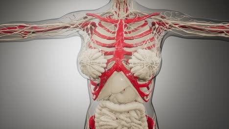 cuerpo humano transparente con huesos visibles