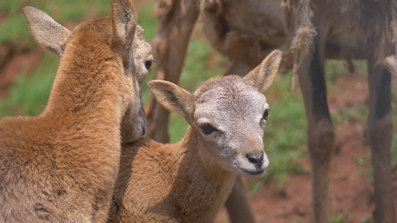 primer plano de lindas ovejas muflón abrazándose al aire libre en el desierto durante el sol