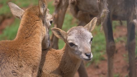 close up shot of cute mouflon sheeps cuddling outdoors in wilderness during sun