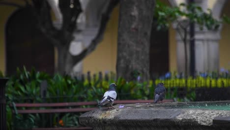 Witness-the-serene-flight-of-two-pigeons-in-slow-motion-as-they-gracefully-soar-away-against-a-backdrop-of-urban-architecture