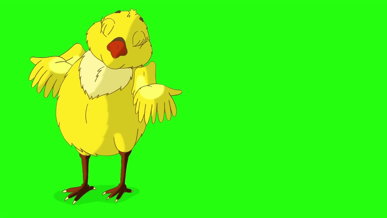 Pollito amarillo buscando comida (croma)