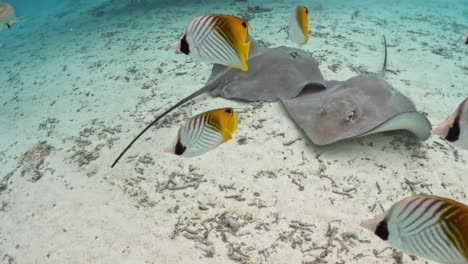 stingrays and threadfin butterflyfish under paradise sea of bora bora island in french polynesia. pov shot