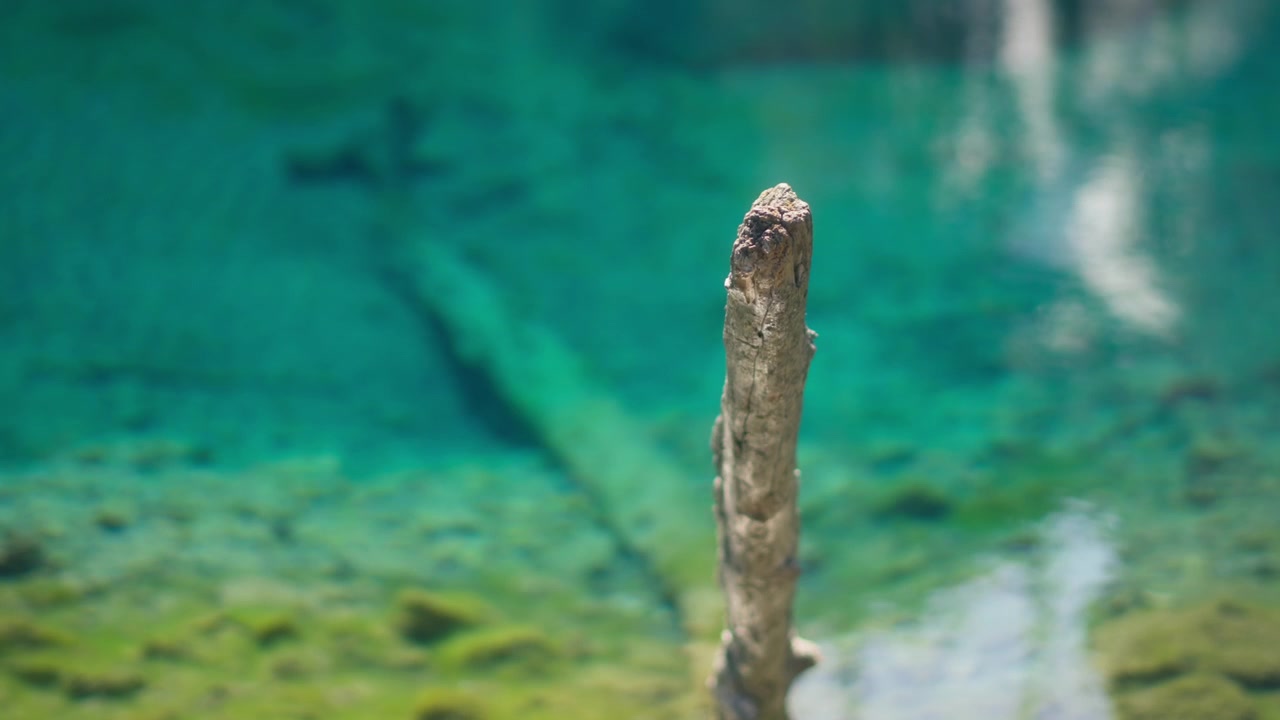Superficie dell'acqua che si riflette in un ramo d'albero vicino alle acque turchesi dei laghi Grassi