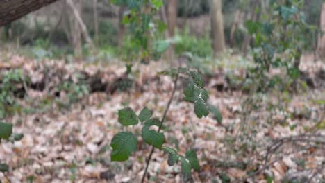 Hojas-Verdes-Que-Fluyen-Y-Soplan-En-El-Fuerte-Clima-De-La-Campiña-Inglesa