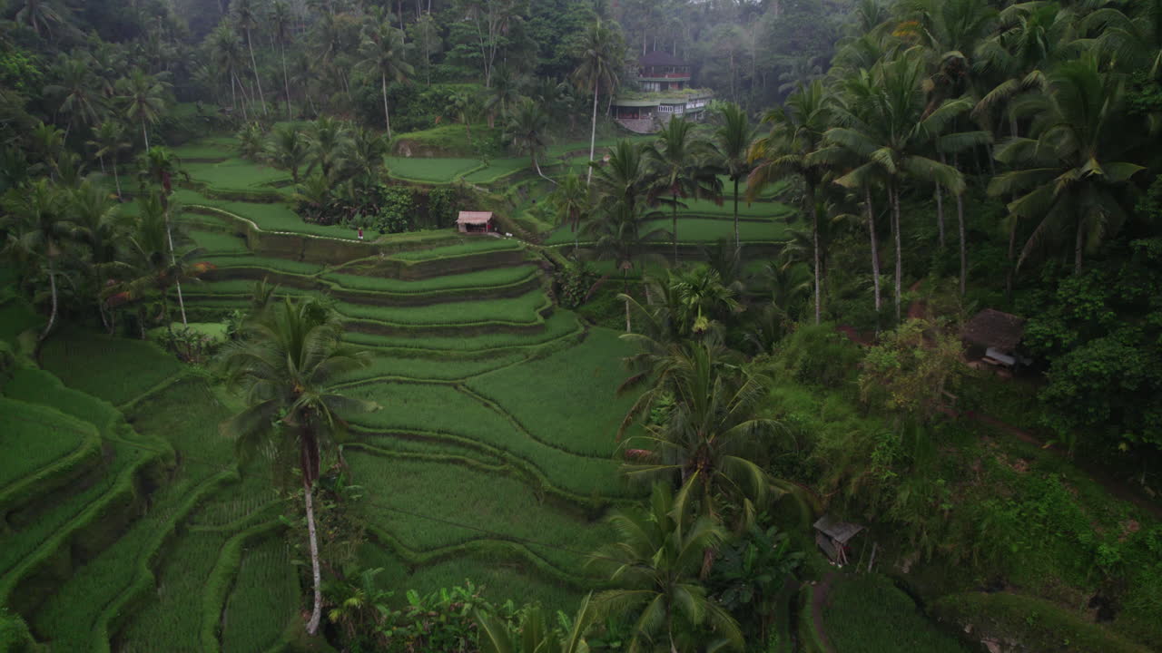 Palme tra le terrazze di riso di Tegallalang a Bali