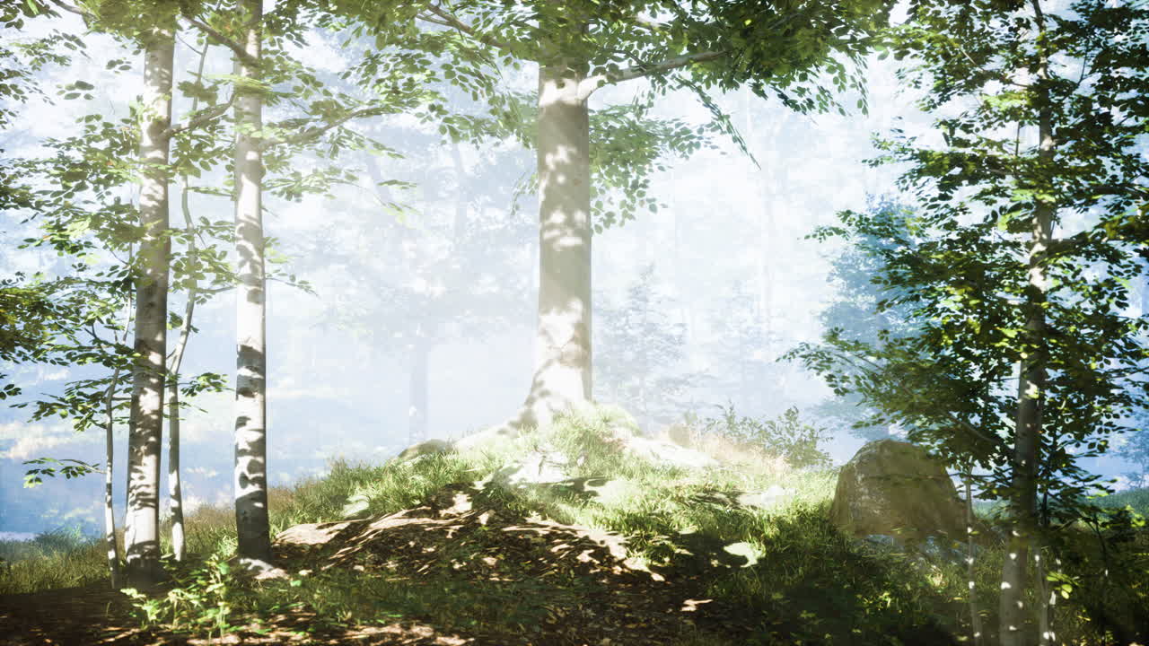 숲 속의 아름다운 아침