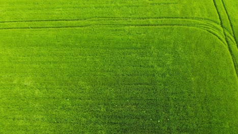 fast flying drone footage over swaying green crops of wheat