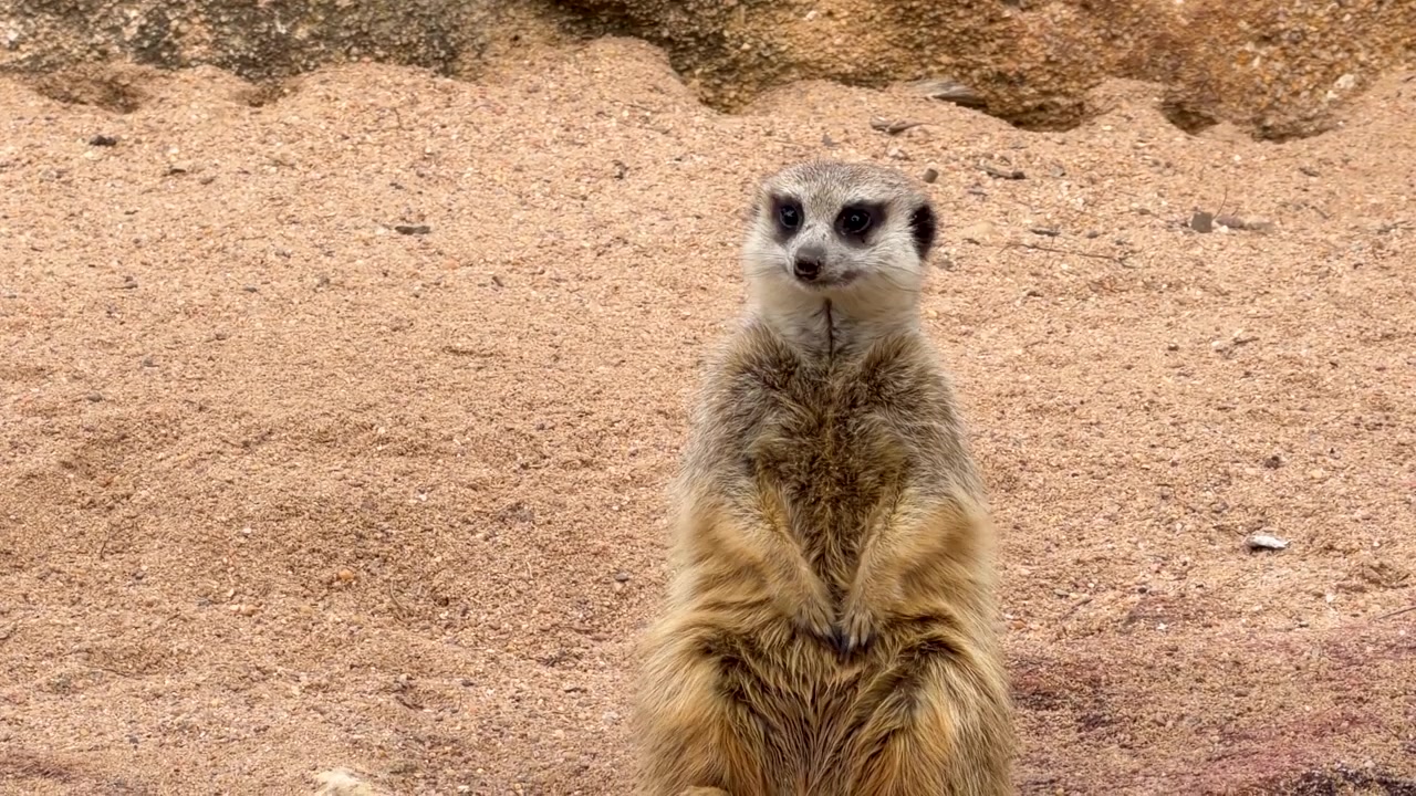 Um suricate fica em pé na areia, olhando ao redor com atenção em Dubbo, Nova Gales do Sul, Austrália.